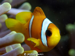 Clark's Anemonefish (Juvenile) from Madivaru, Rasdhoo Ato... by Ahmed Samir 